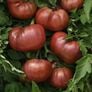 DarkStar, (F1) Tomato Seeds - Packet thumbnail number null